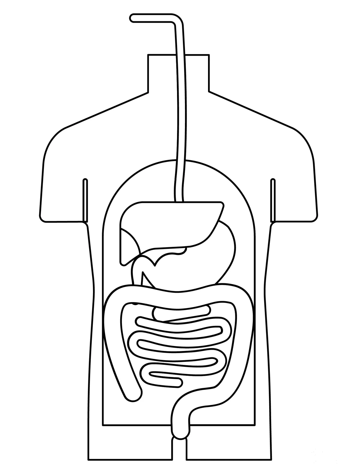 Digestive System coloring page - ColouringPages