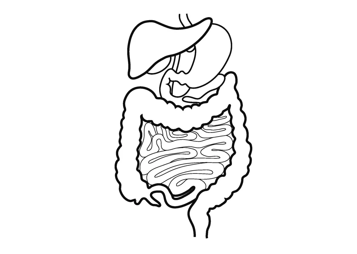 Coloring Pages Of Digestive System - Coloring Home
