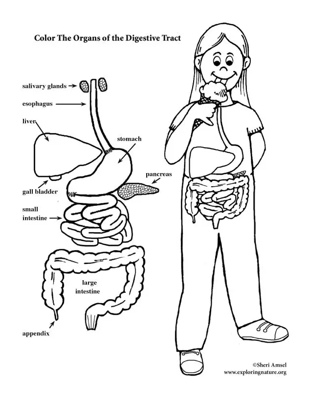 Digestive Tract Coloring Page (Elementary) – Coloring Nature
