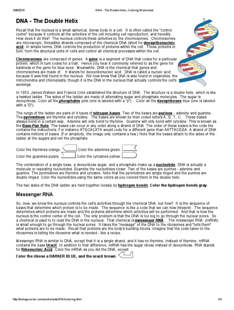 Dna the double helix coloring worksheet pdf dna rna