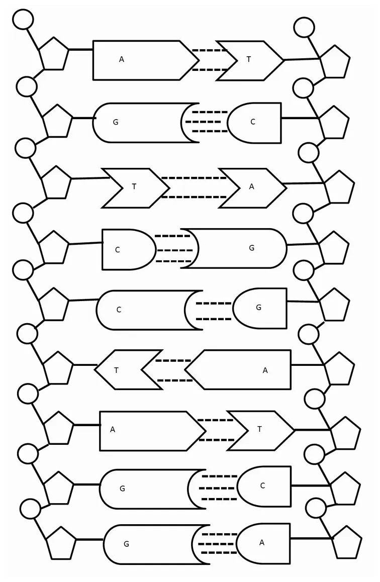 Dna the double helix worksheet luxury dna the double helix coloring