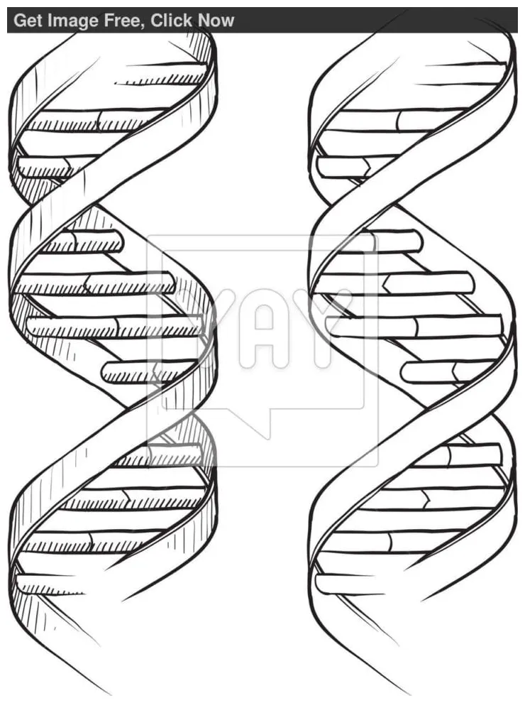 Dna the double helix worksheet dna coloring page coloring — db-excel