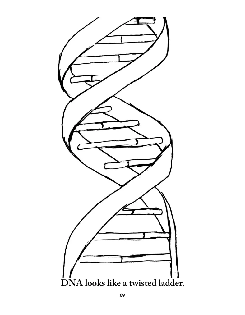 DNA Structure: Twisted Ladder Illustration