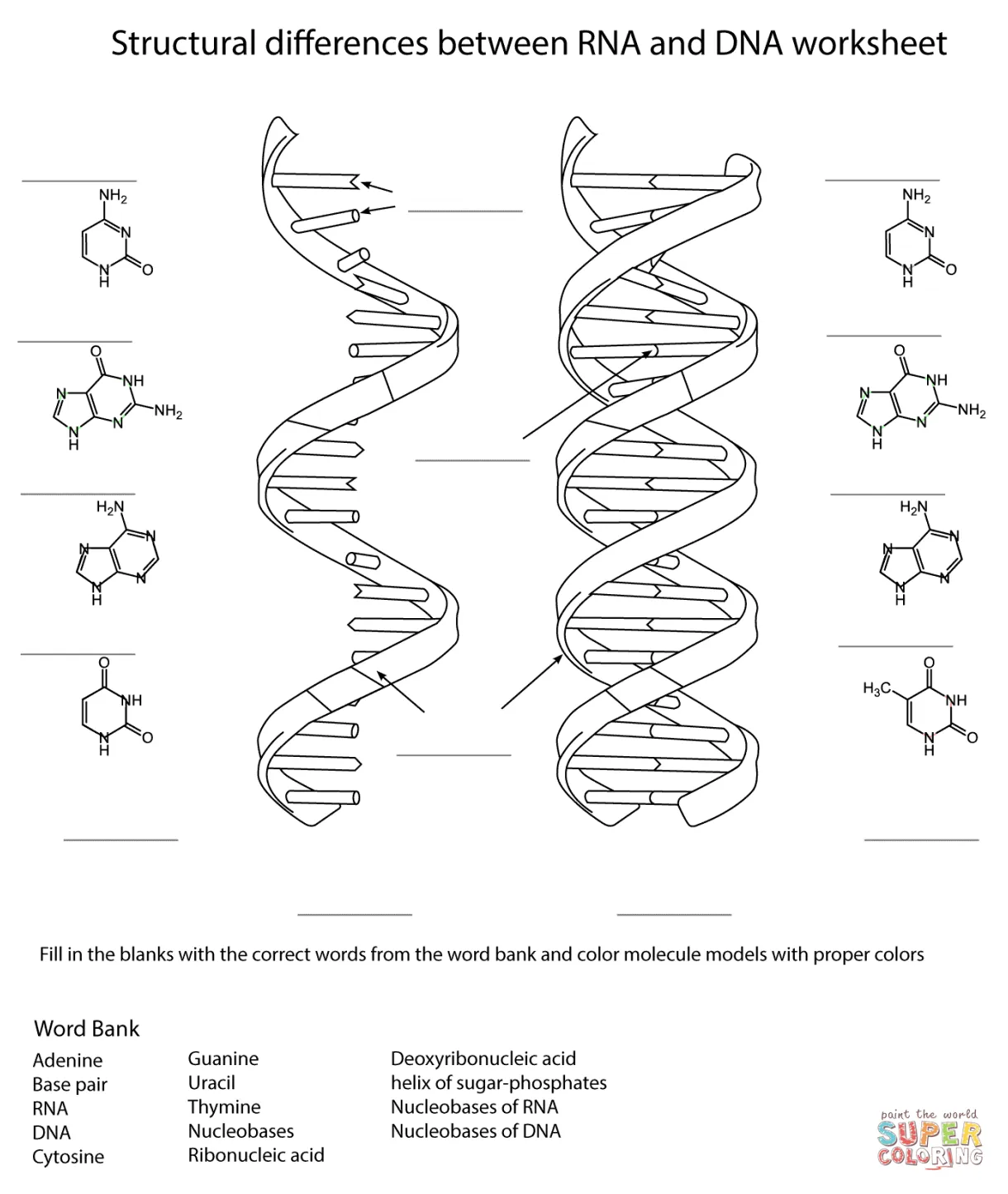 RNA and DNA Worksheet coloring page | Free Printable Coloring Pages