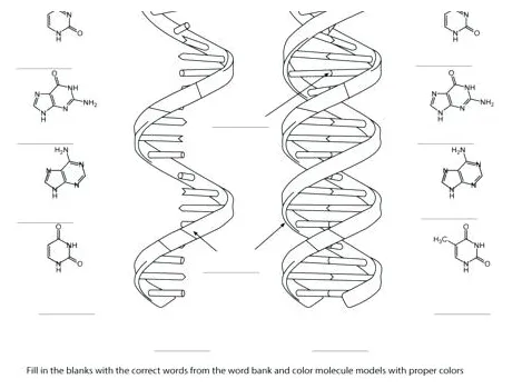 Dna Coloring Coloring Pages