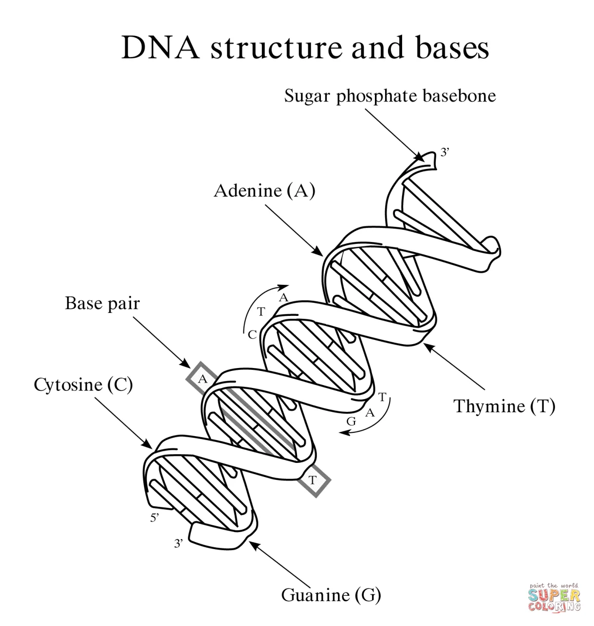 DNA Structure and Bases coloring page | Free Printable Coloring Pages