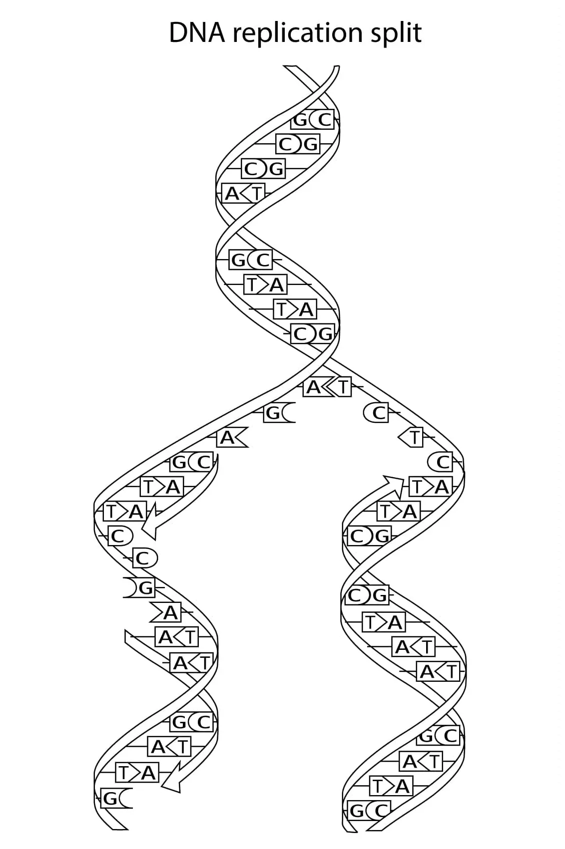 Biology DNA coloring page - Download, Print or Color Online for Free