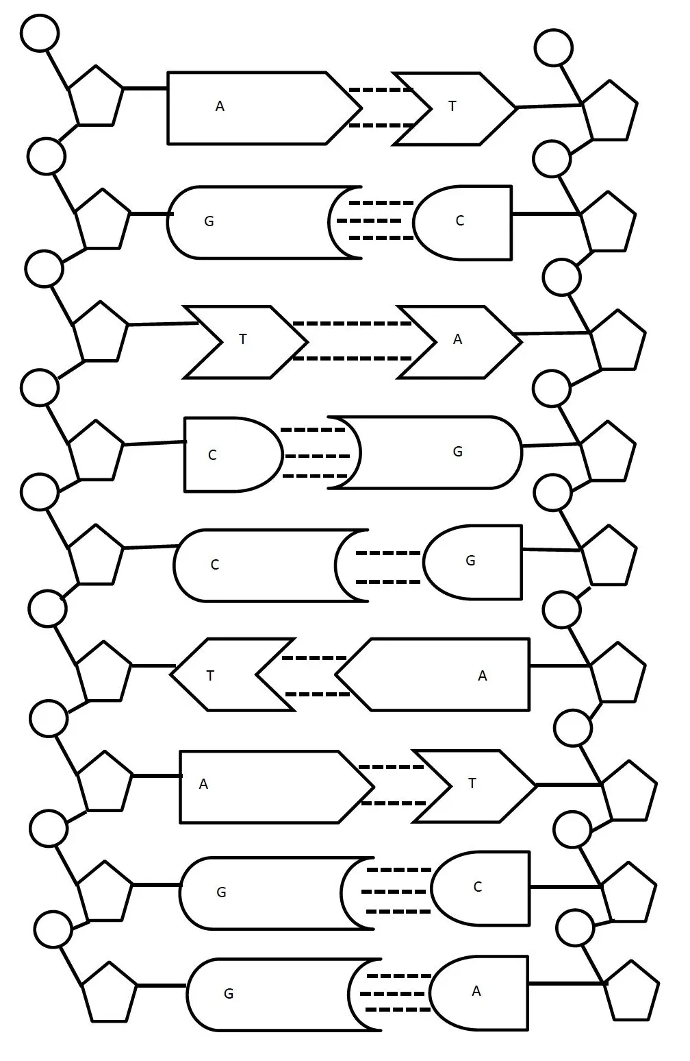 Dna To Protein Coloring Page
