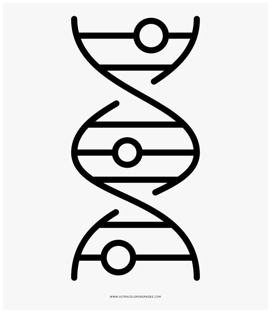 Dna Strand Coloring Page - Outlines Dna String, HD Png Download - kindpng