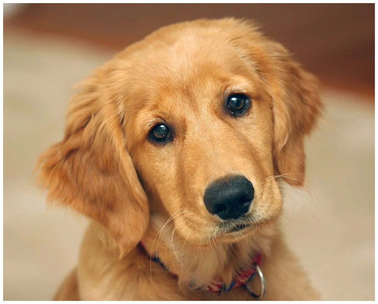 Dogs!!!!!!! flashcards memorang