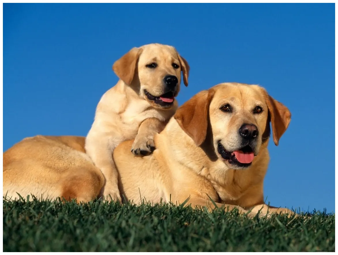 S fine cute dog baby dog s 1080p