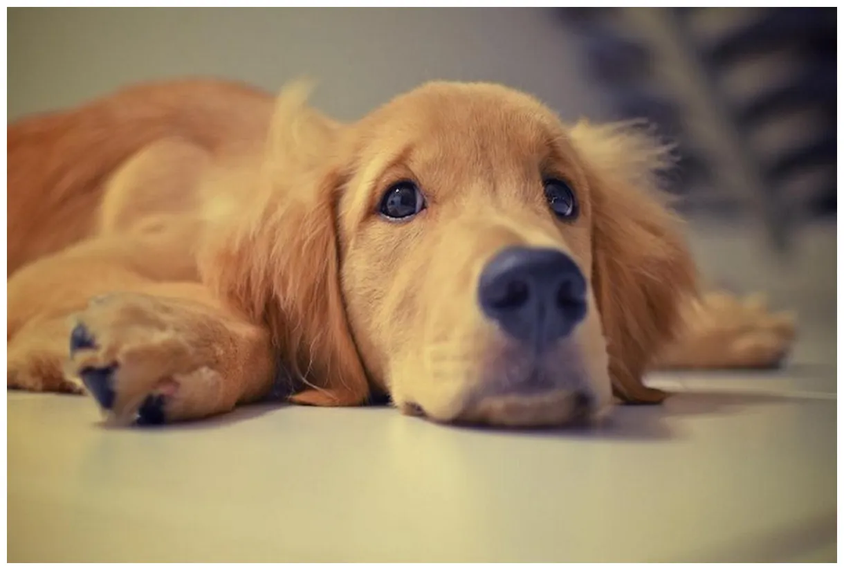 Dog dogs 34087524 fanpop