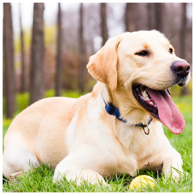 Understanding your dog’s body language dogmaster australia