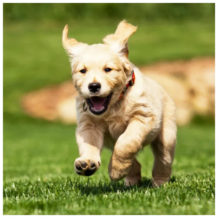 Dog alchetron, the free social encyclopedia