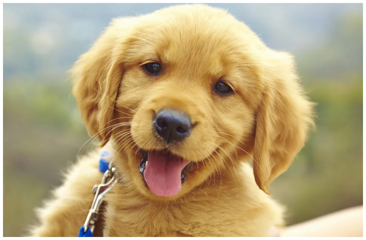 How to choose the perfect dog to fit your lifestyle, family and home printable coloring page