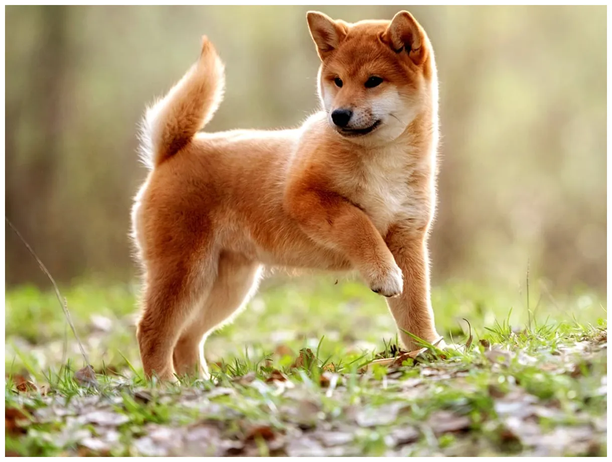 Japanese dog breeds
