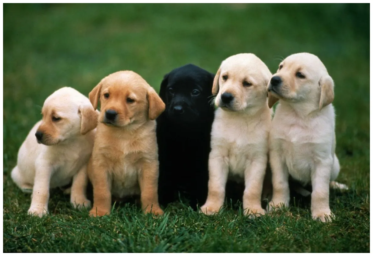 Doggy dna learn how to determine your dog's breed inside dogs world