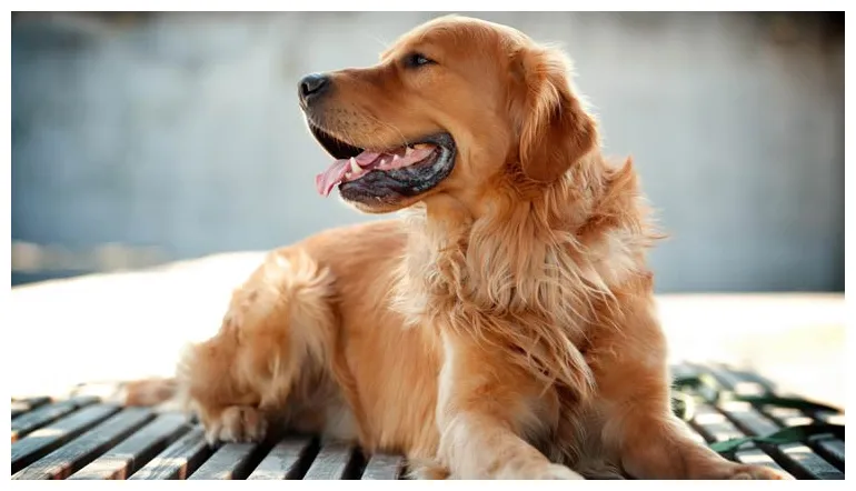 10 myths about dogs that every dog owner must know dinoanimals