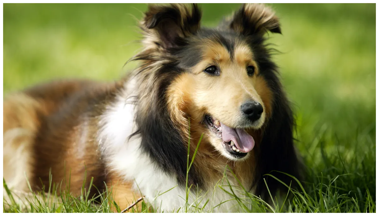 Dogs 1366x768 #36571