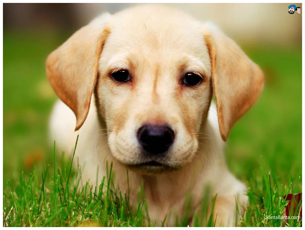 Dogs 1024x768 #36566