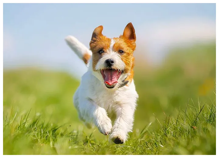 Essay on dog for children and students