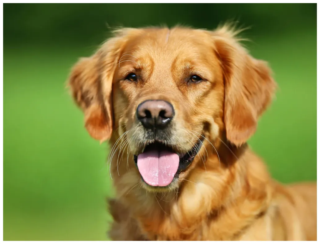 Dogs facts by world animal foundation