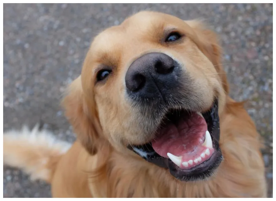 Do dogs smile? if so, why? petmd