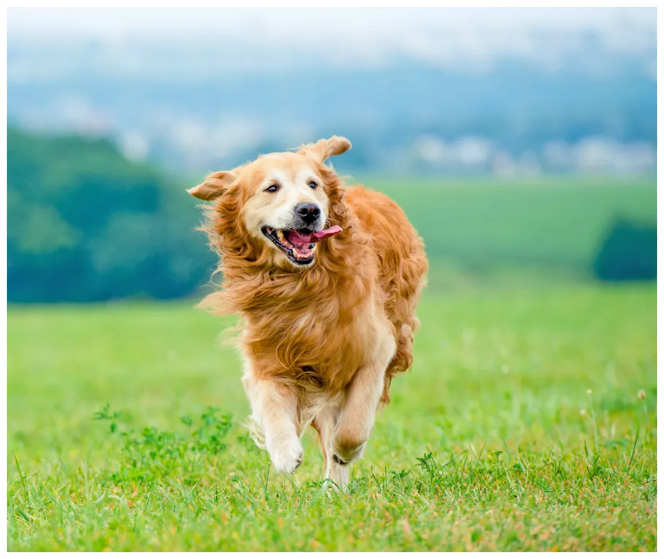 Nuvet labs dog facts and tips why your dog's joints need chondroitin