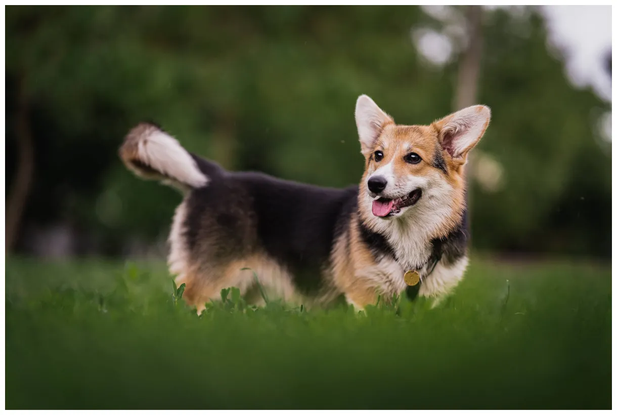 Dog medical information vetopia online store