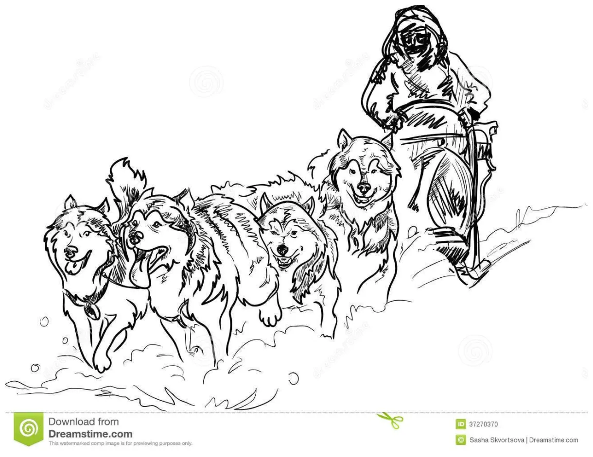 Sled dog coloring page
