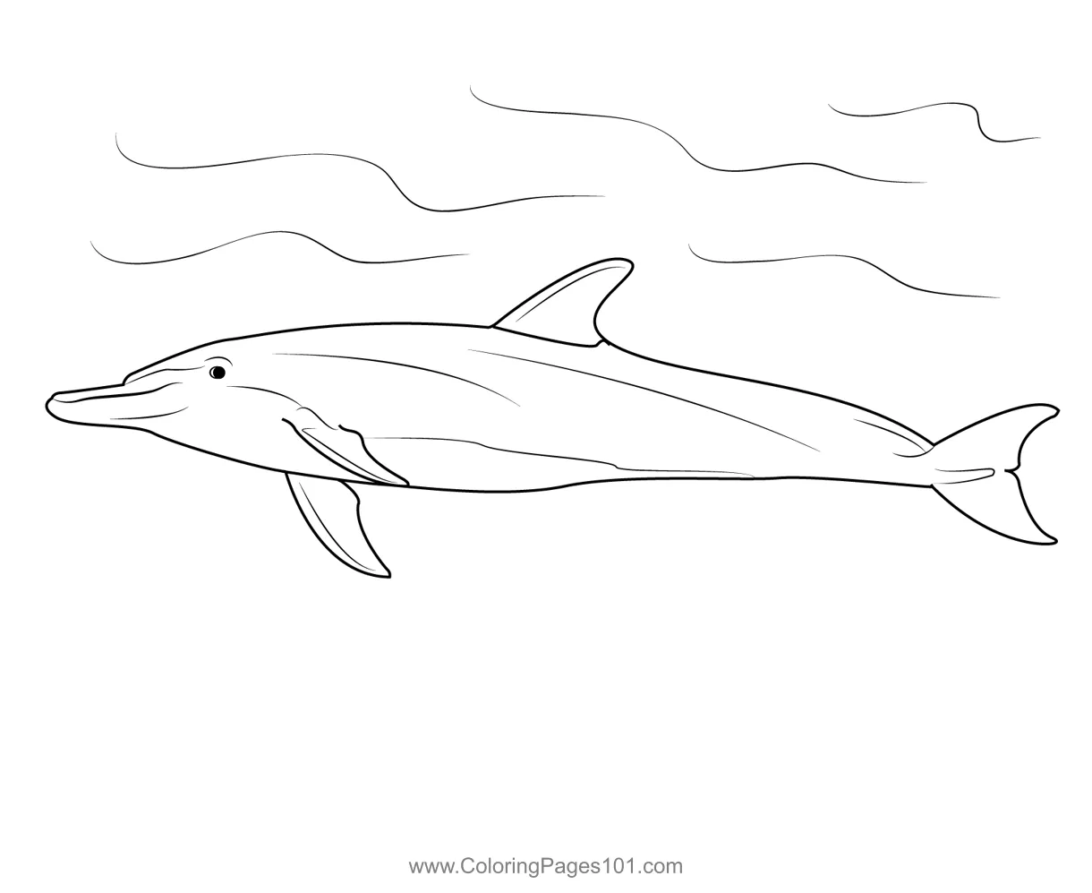 Bottlenose for kids free dolphins printable printable coloring page