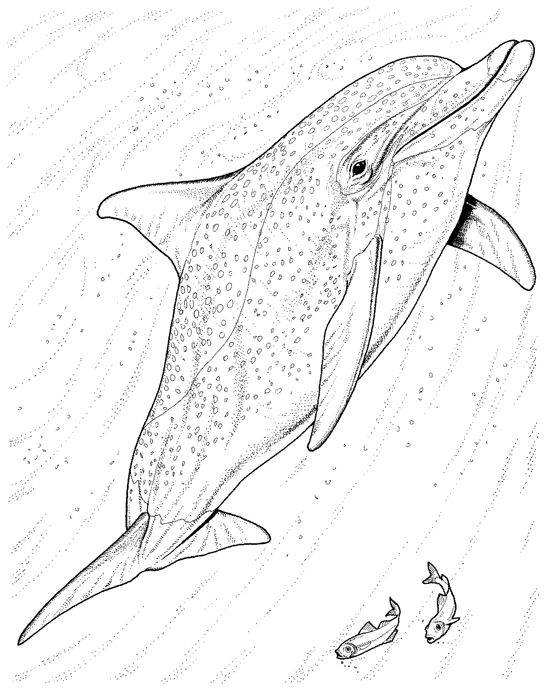 Rainbow coloring pages