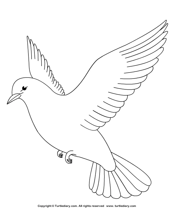 Dove coloring sheet turtle diary
