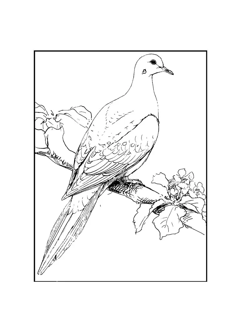 Dove coloring page