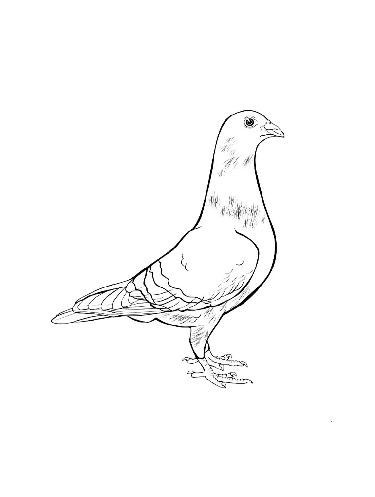 Dove coloring page