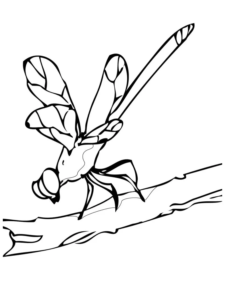 50+ Dragonfly Coloring Pages - Free Printable PDF, JPG, PNG & Online