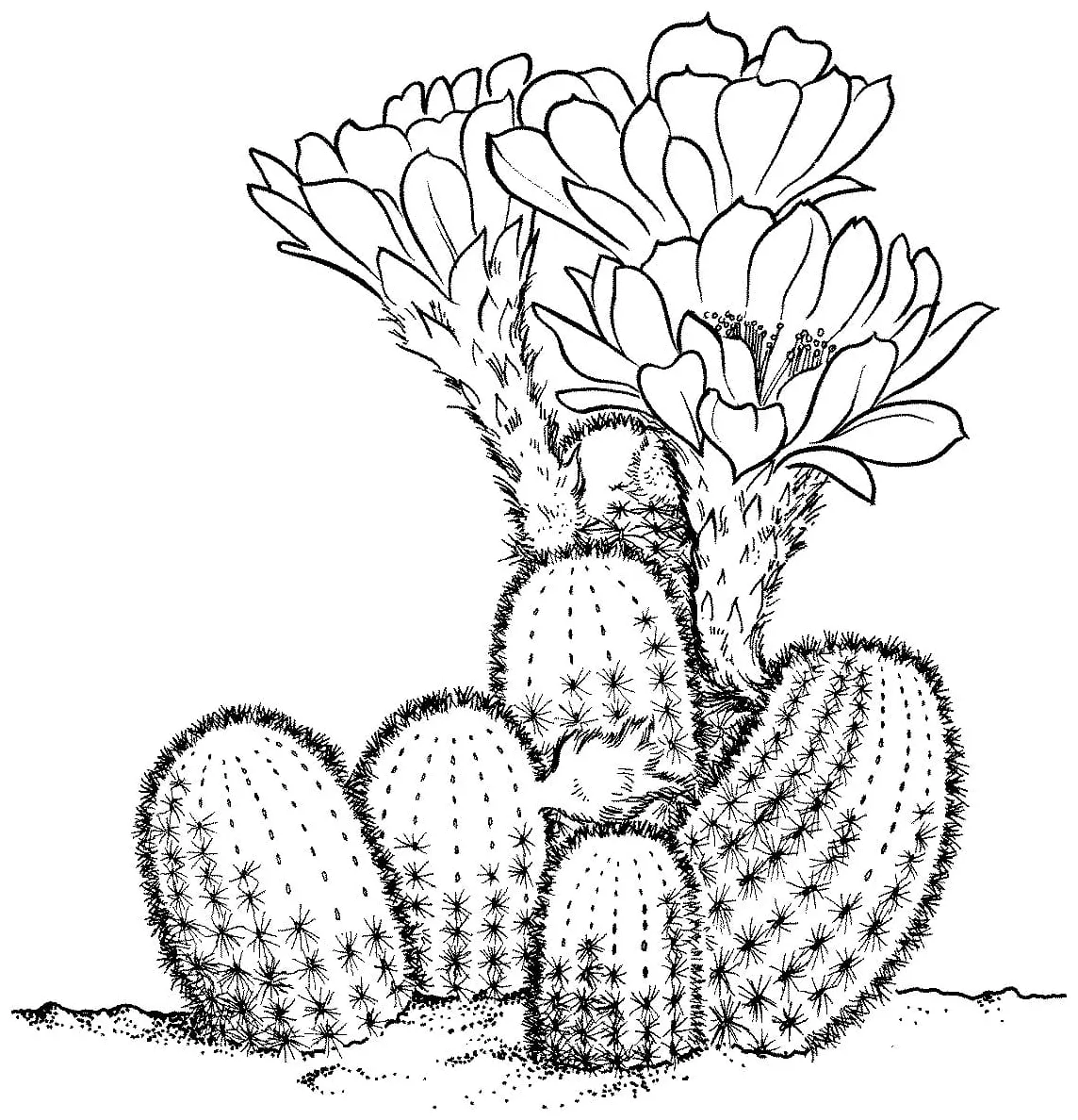 A wonderful plant that lives in s coloring cool