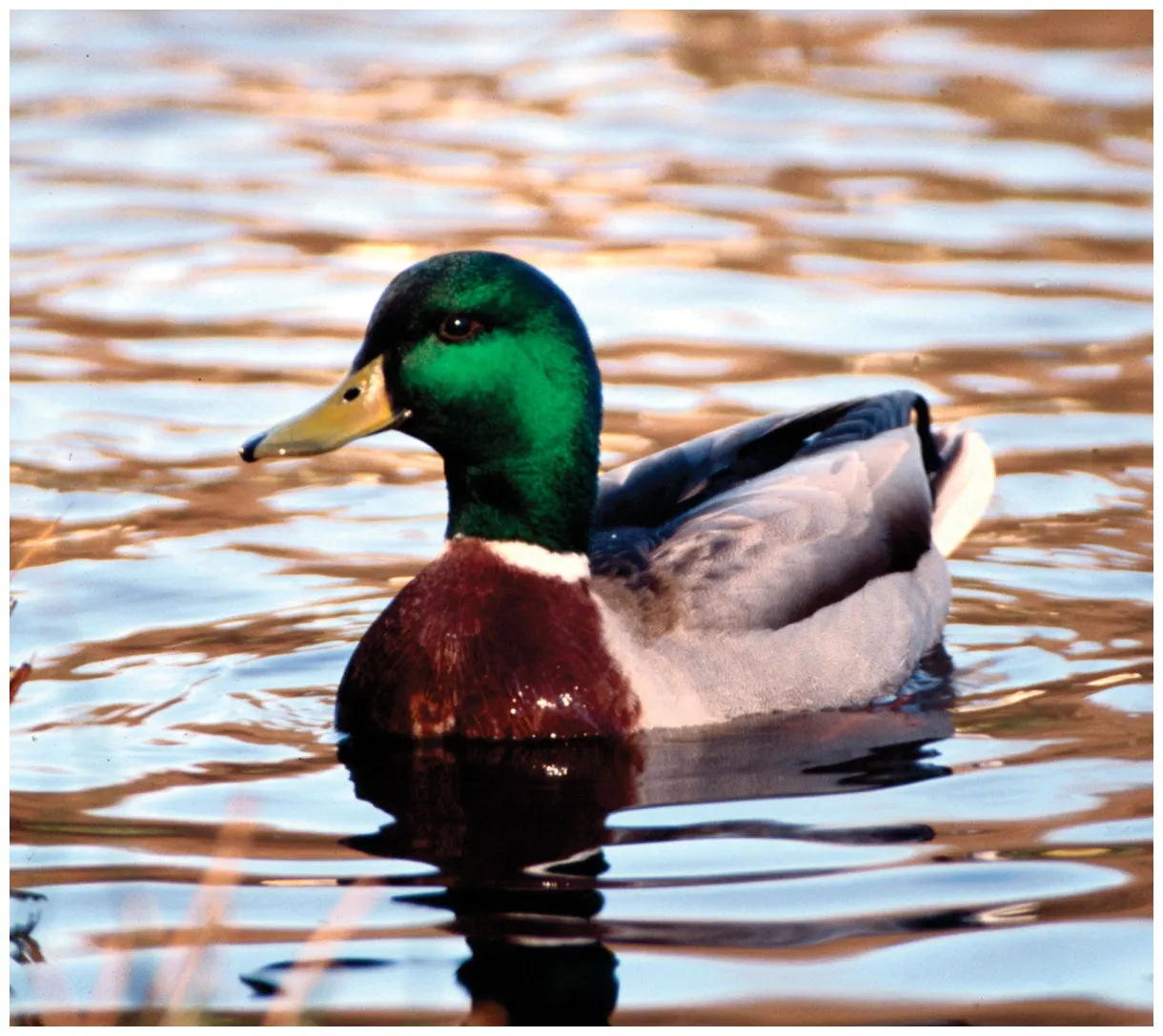 Duck definition, types, & facts britannica