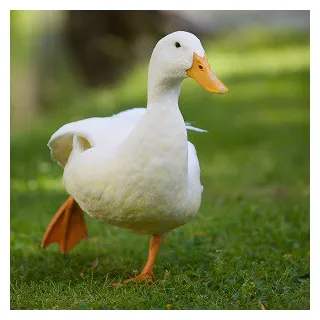 Top 16 duck facts diet, types & species, facts