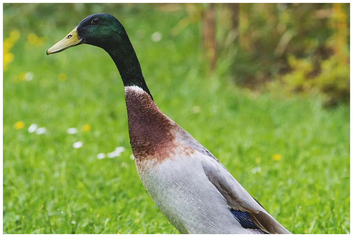 Indian runner duck the tallest duck around