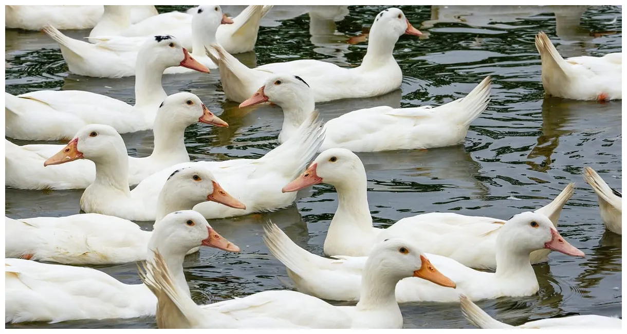 What is a group of ducks called? complete list + why? bird fact