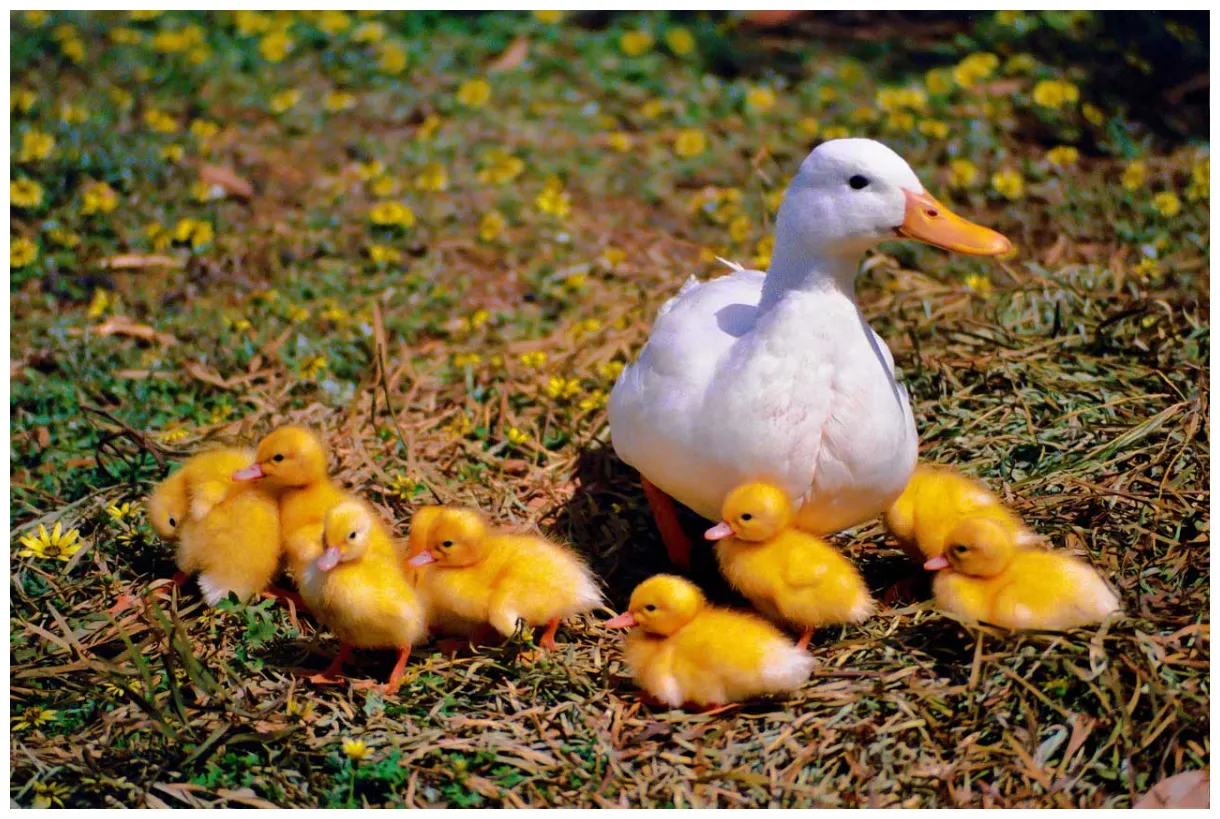 Duck learn about nature