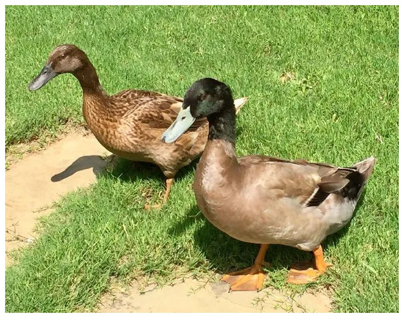 Duck breeds facts, types, and pictures