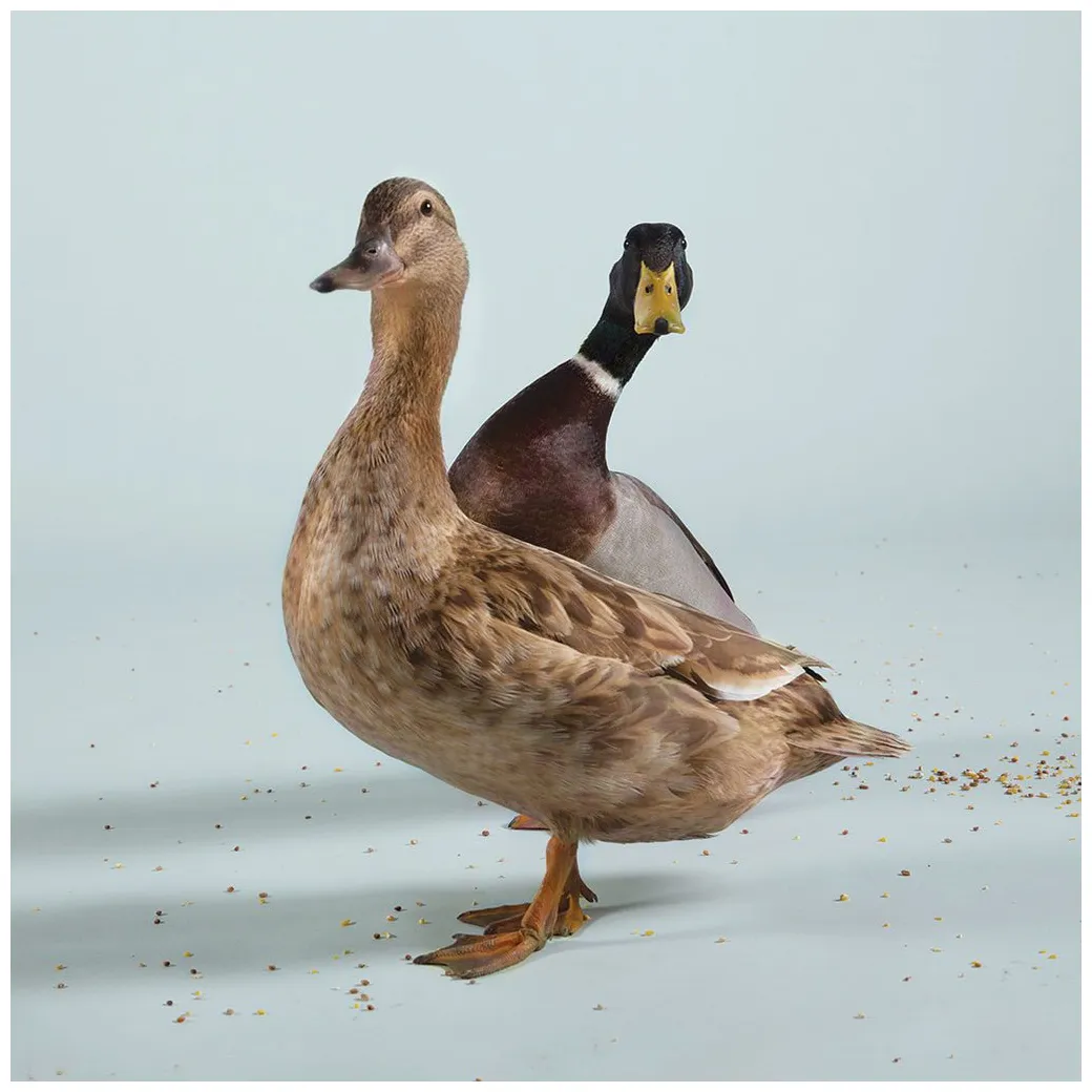 Duck . . . duck . . . duck y magazine