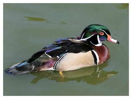 Duck representative species facts and information wildfowl graphy printable coloring page