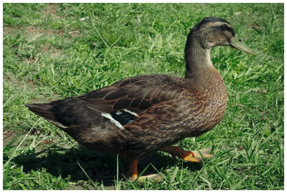 Our favorite duck breeds murray mcmurray hatchery blog