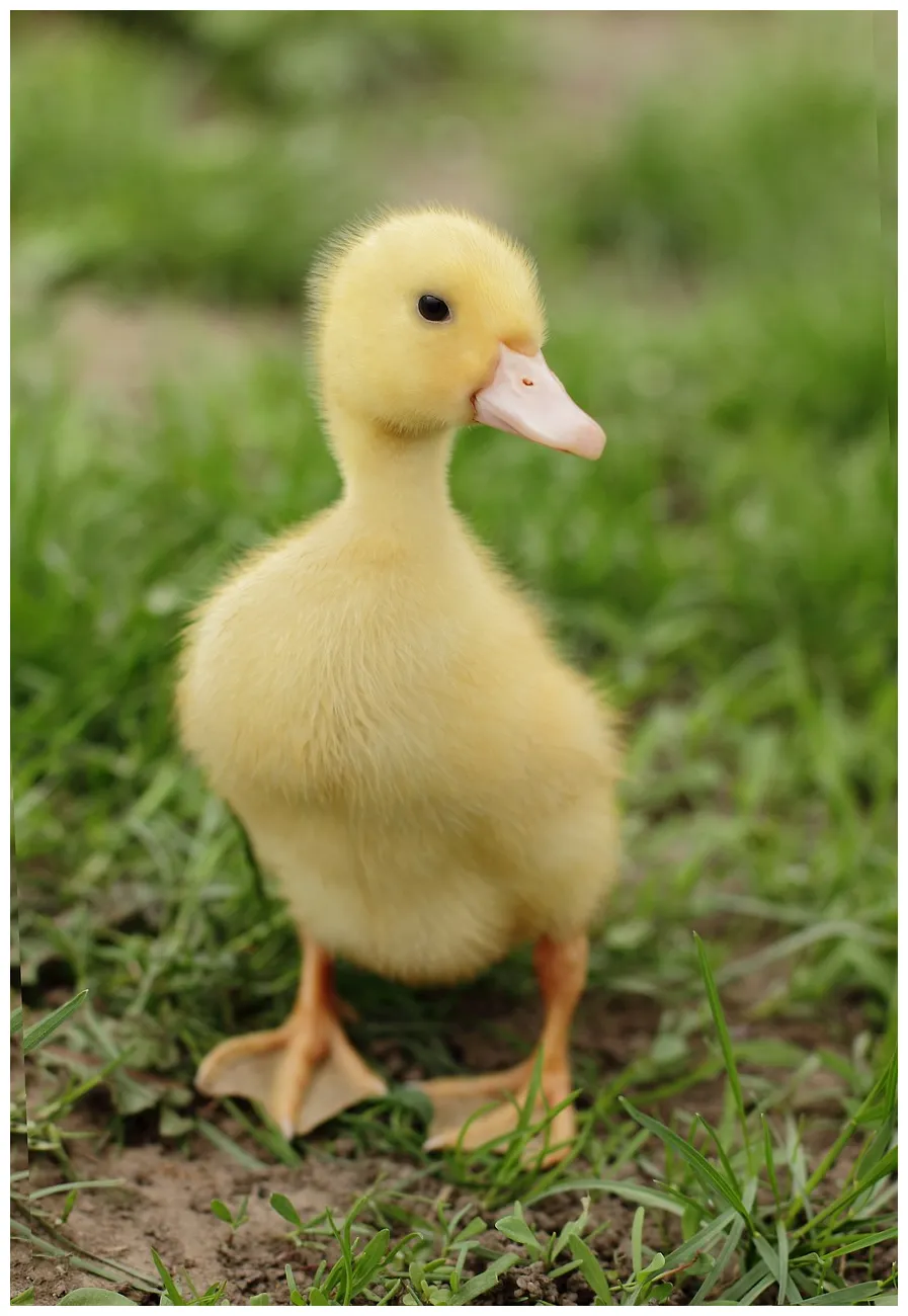 1,000+ free duckling & duck s pixabay