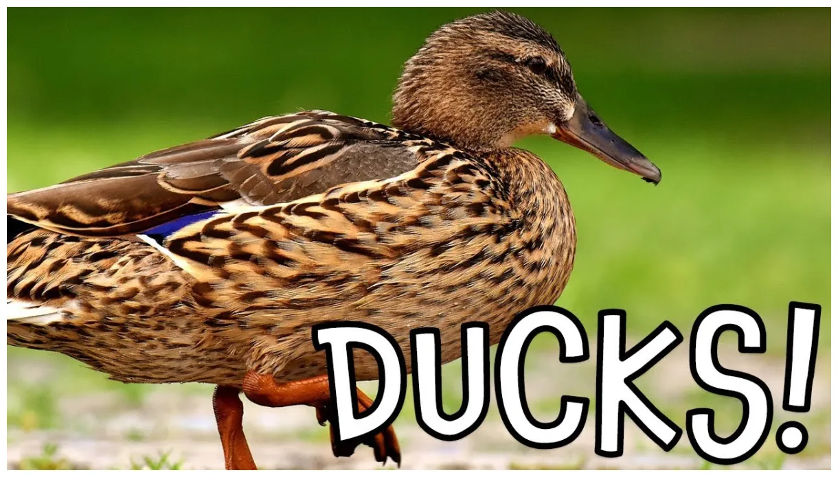 Ducks! duck facts for kids and toddlers youtube