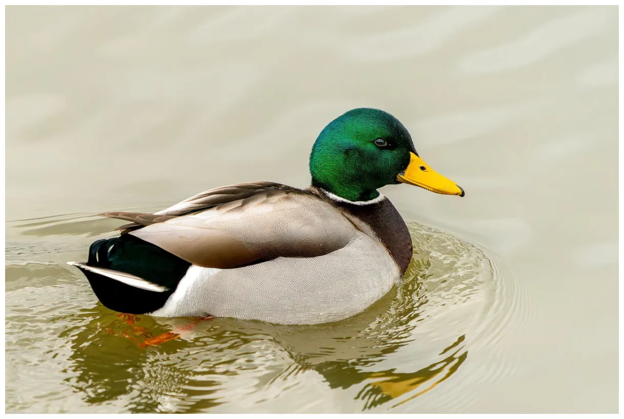 80,000+ free ducks face & duck s pixabay
