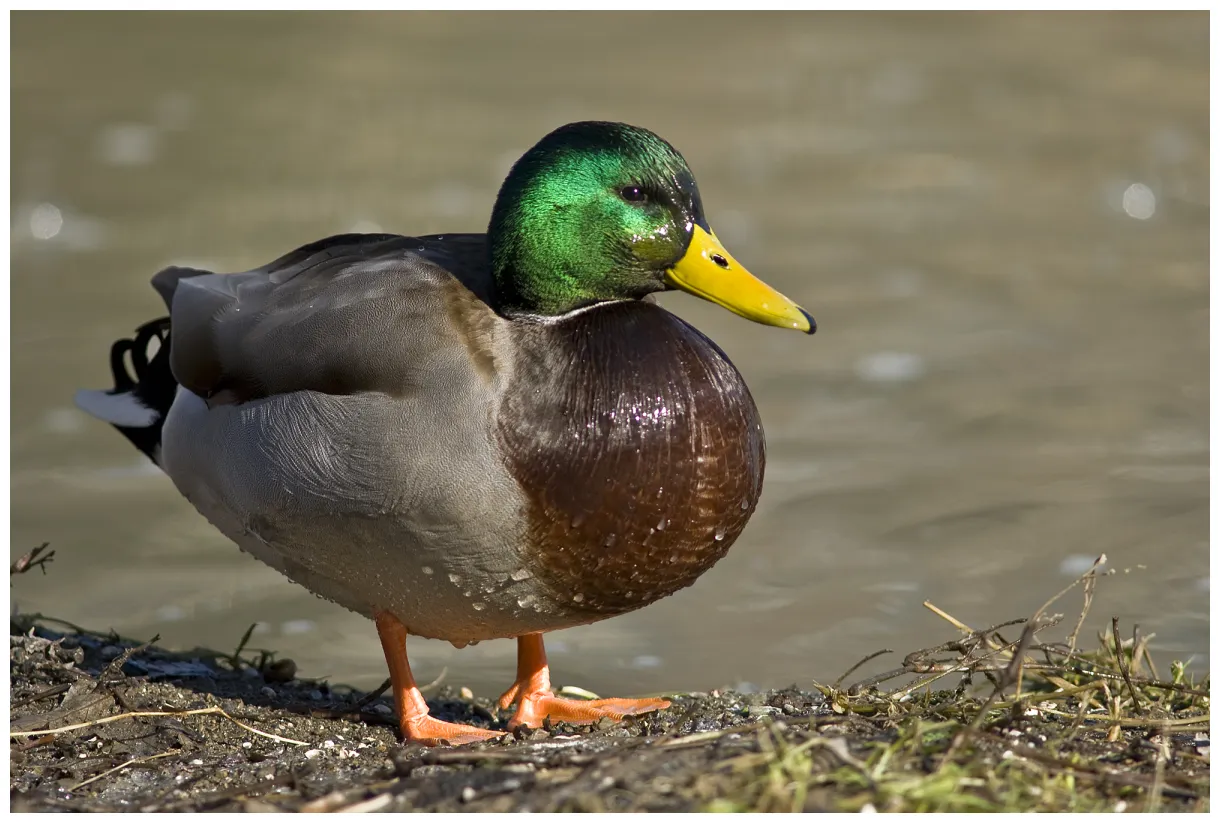 Duck facts about ducks passnownow